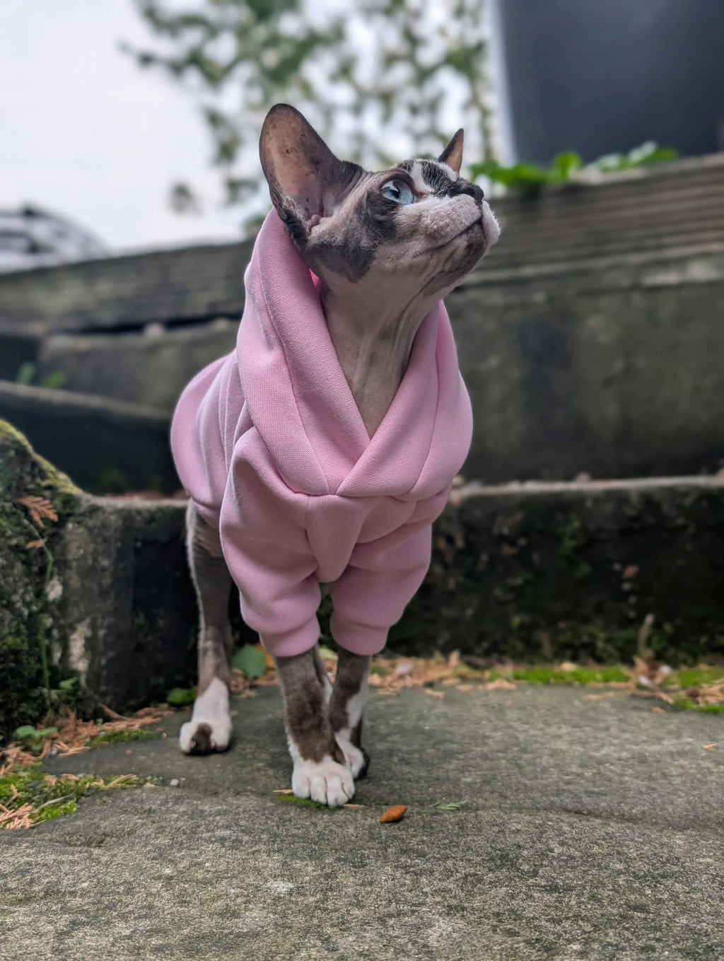 Cat hoodie