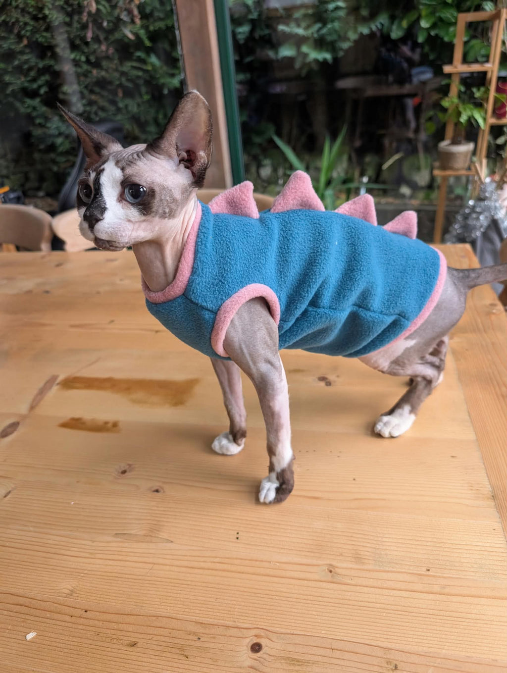 Dino cat jumper
