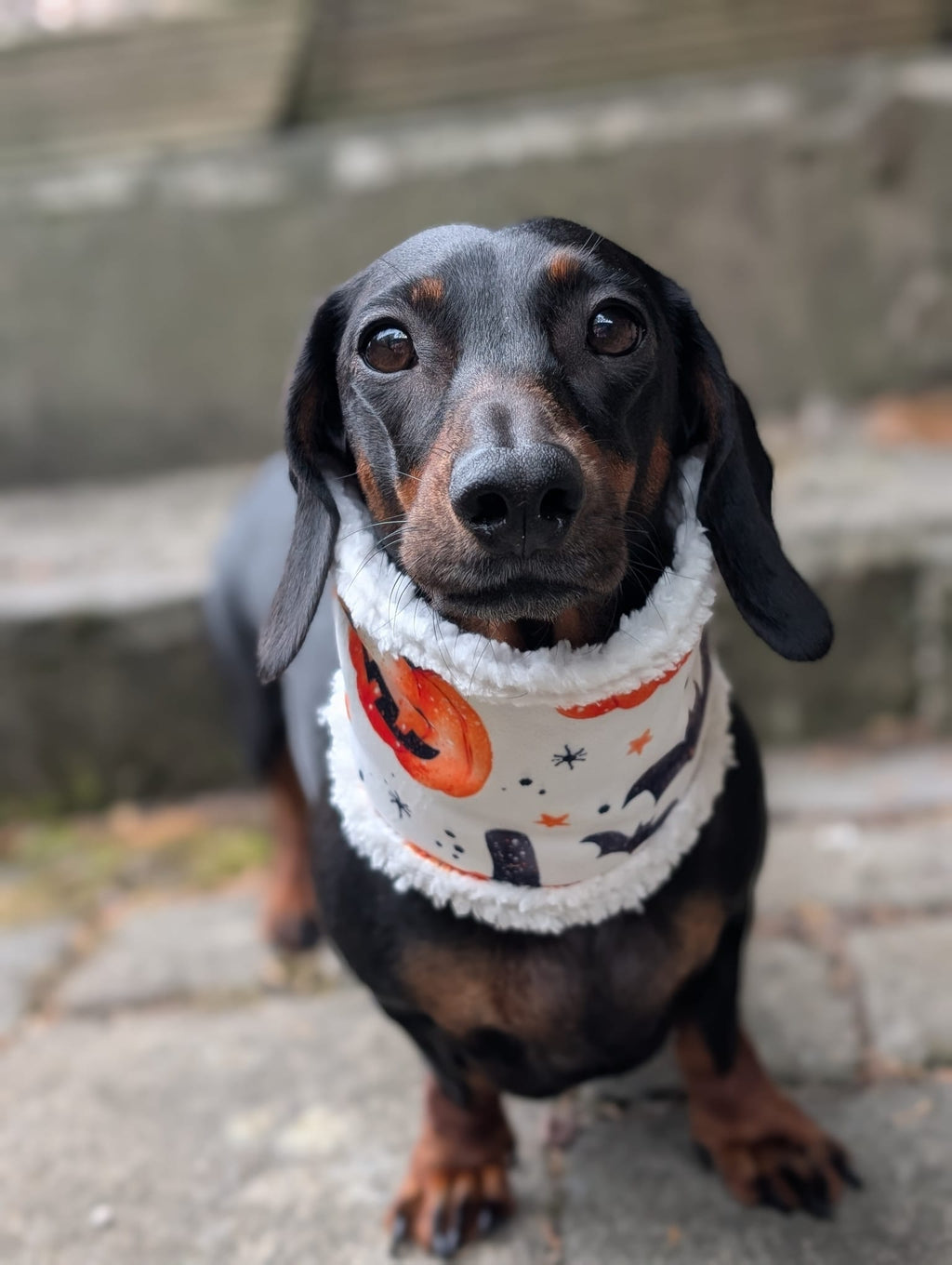 Sherpa lined Halloween snoods