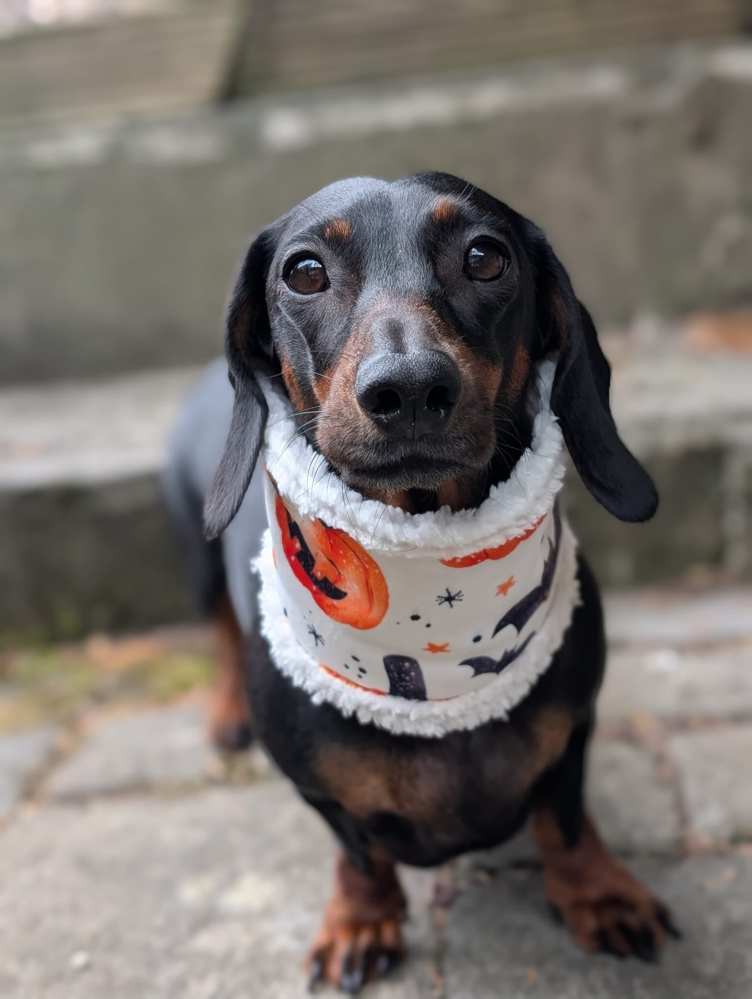 Sherpa lined Halloween snoods