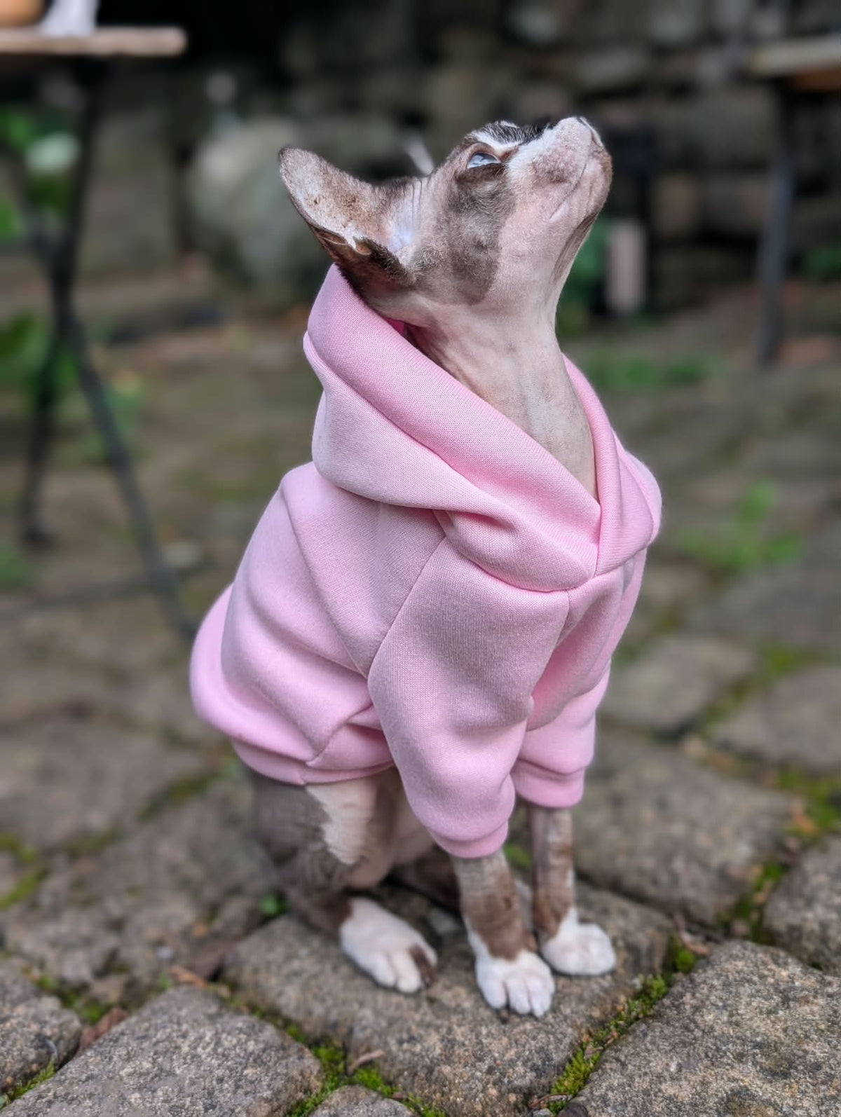 Cat hoodie