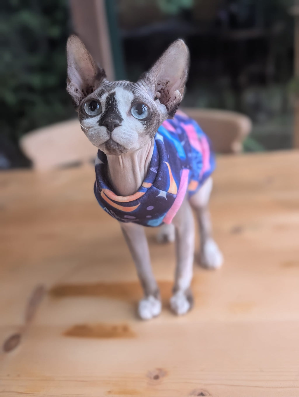 For your cats only eco fleece jumper