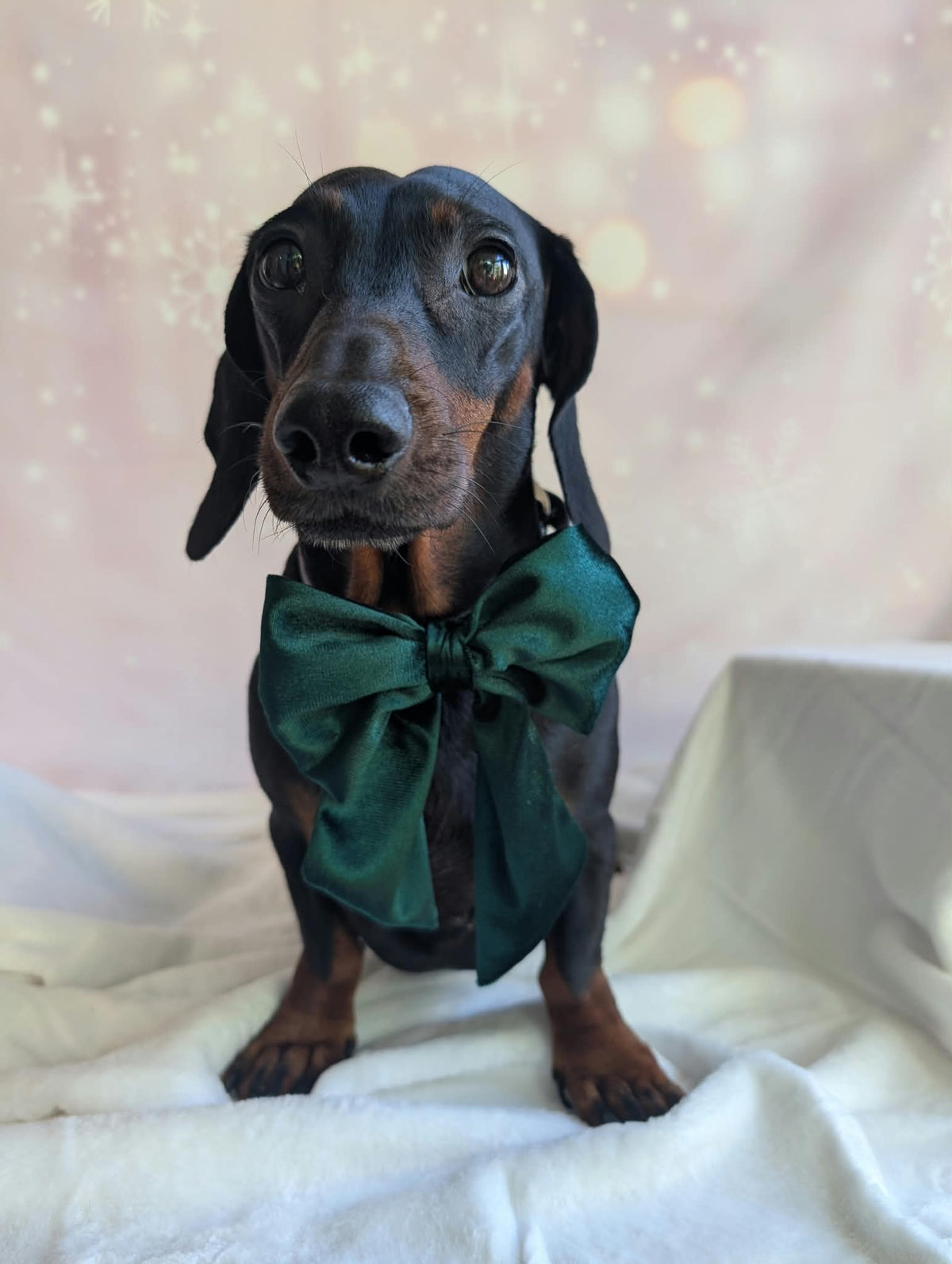 Christmas velvet sailor bows