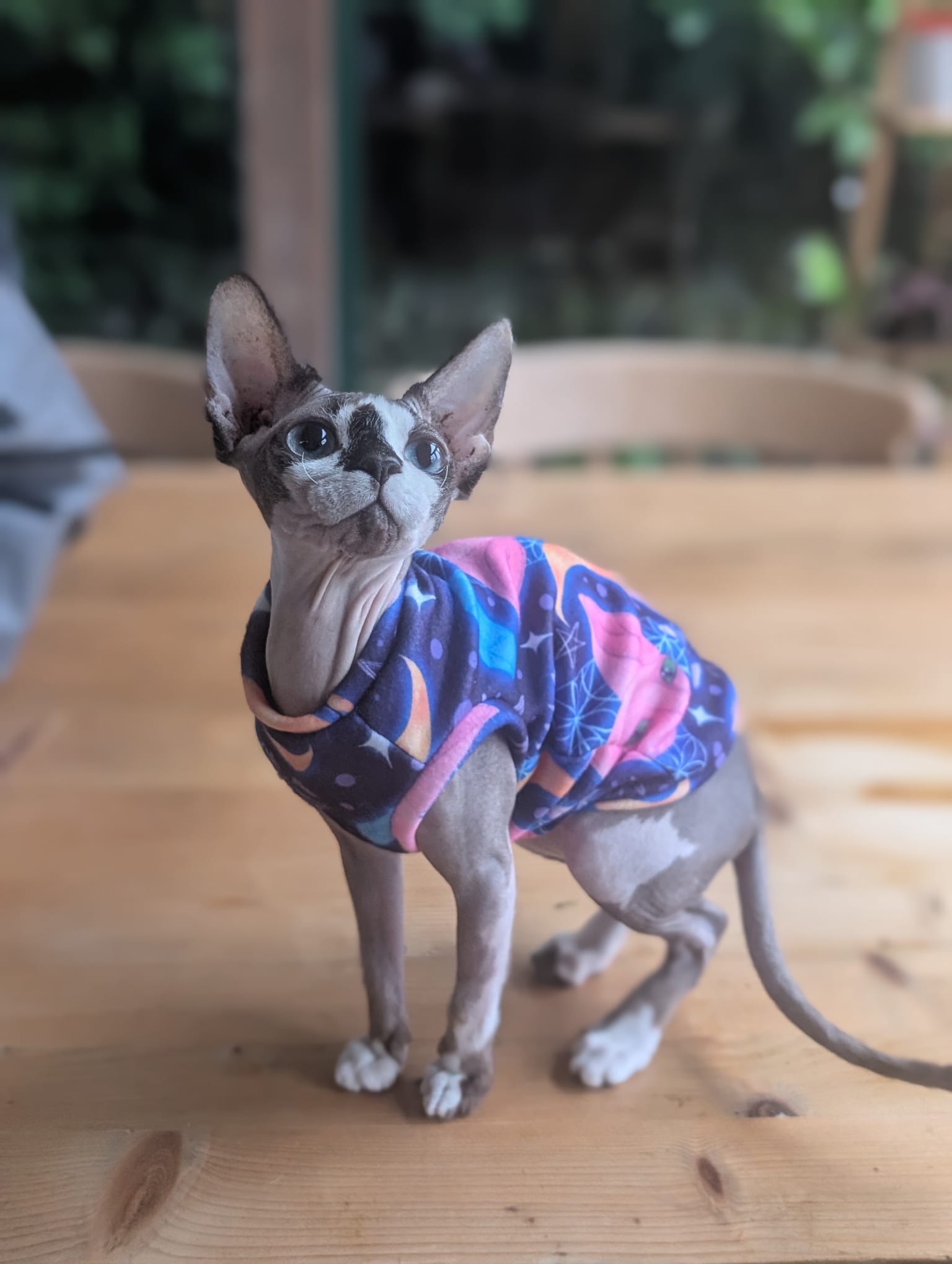 For your cats only eco fleece jumper