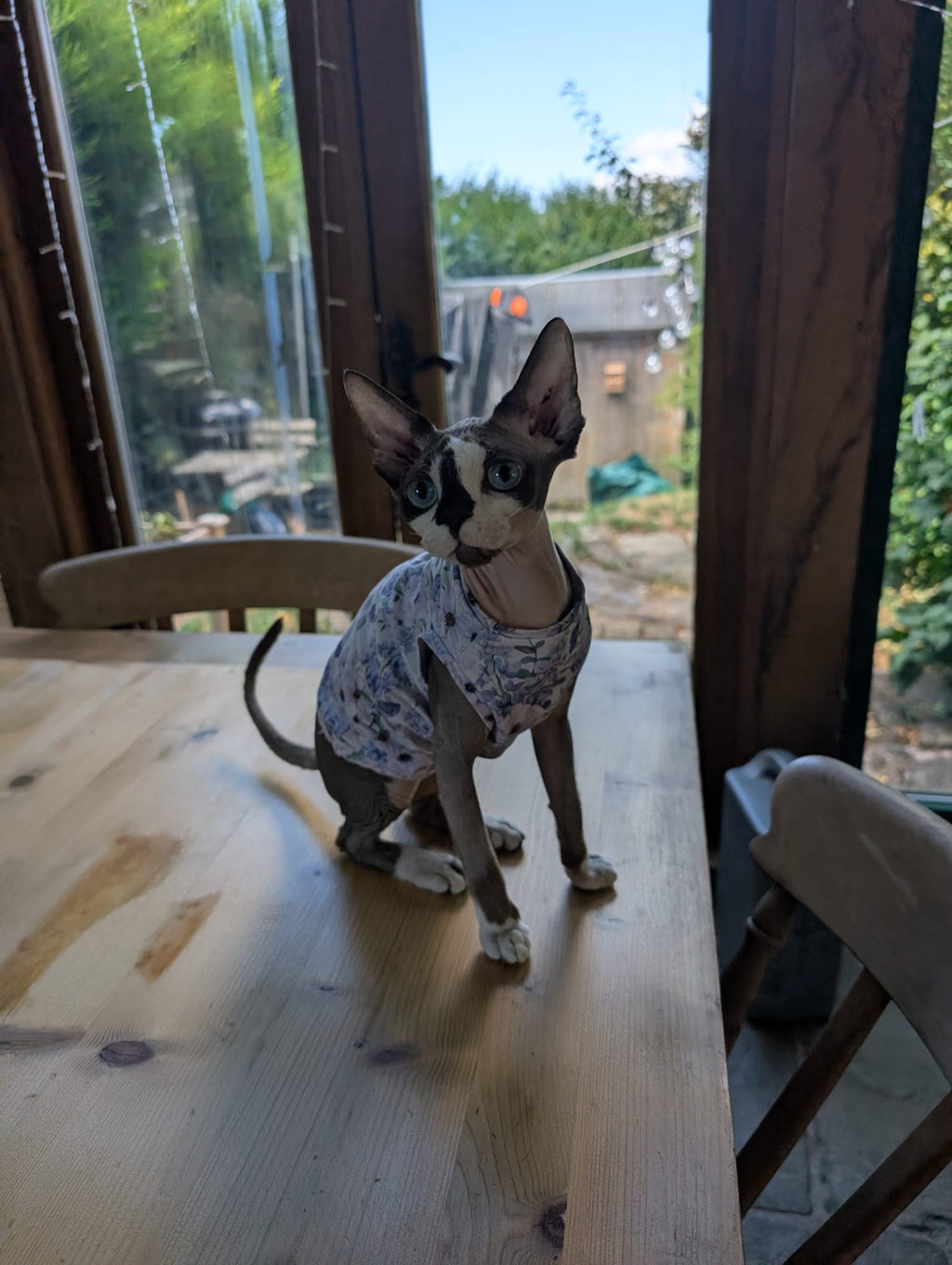 Cat jersey