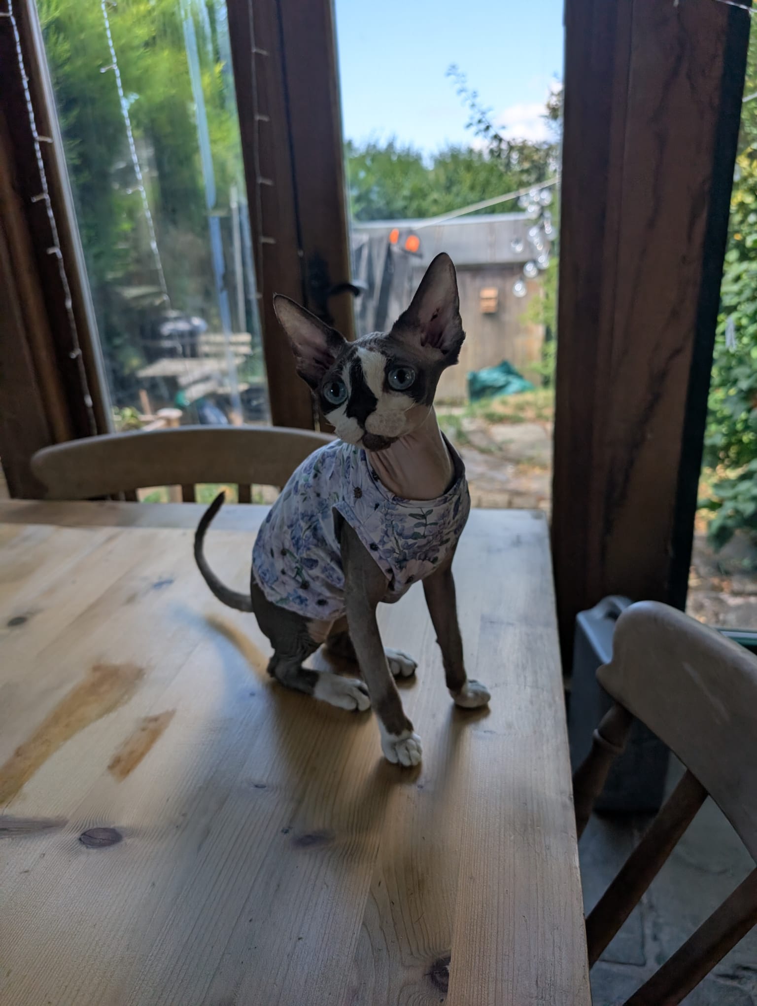 Cat jersey