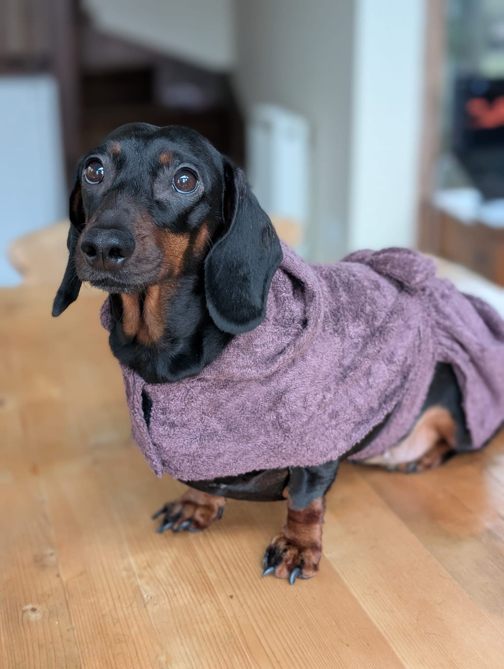 Dog bathrobe