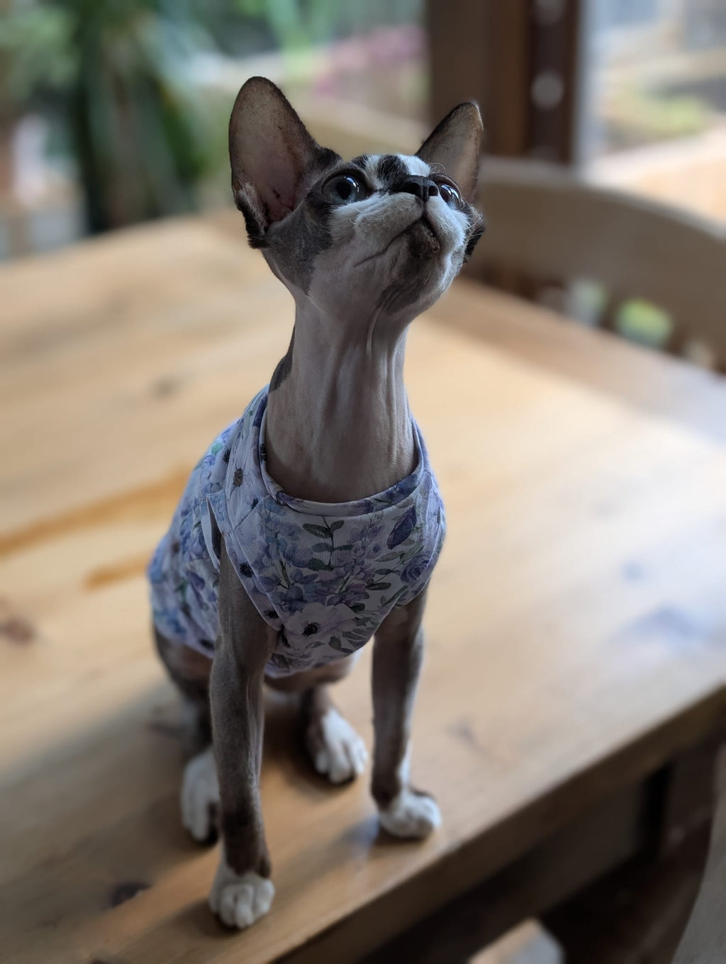 Cat jersey