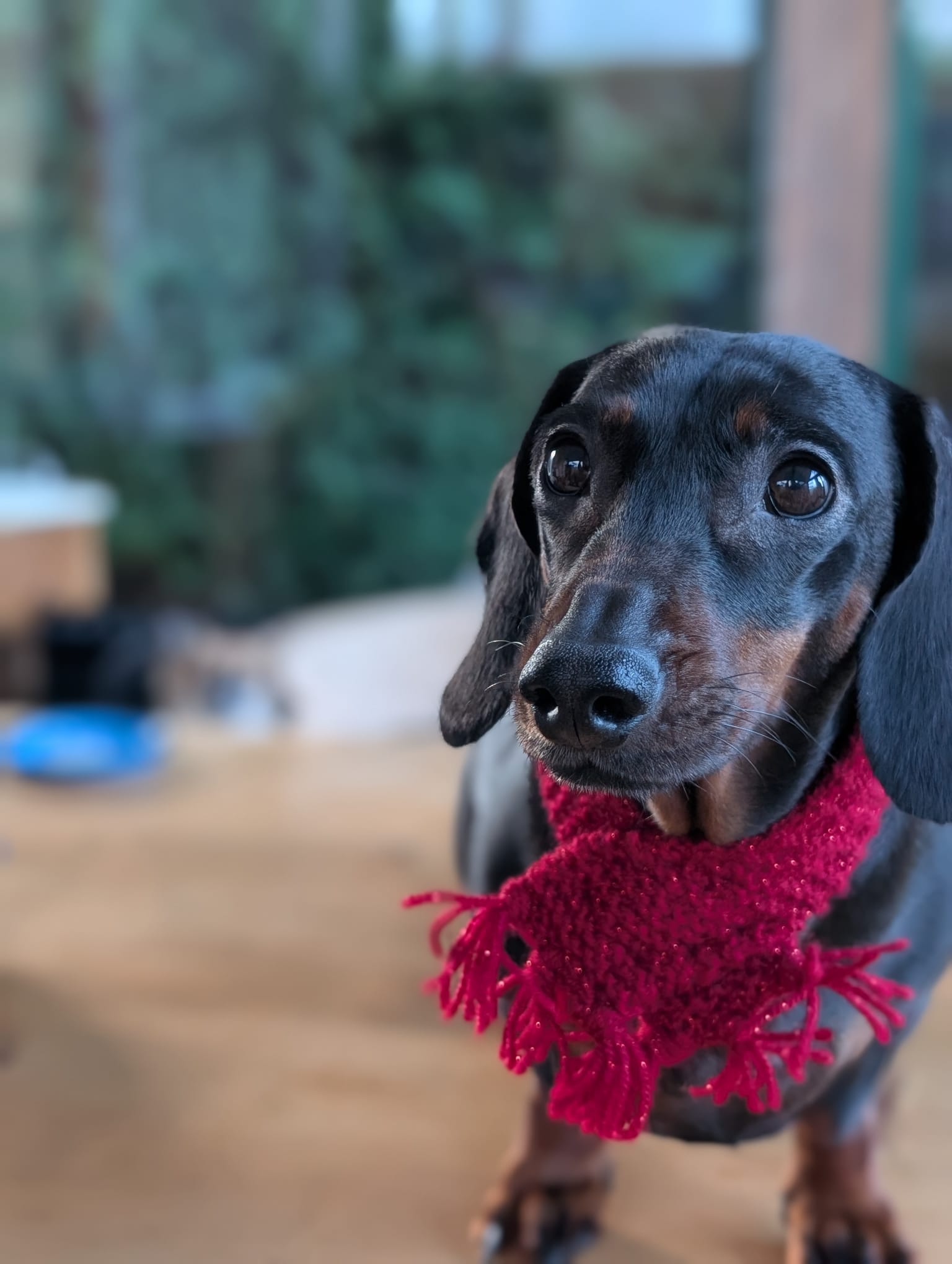 Pet scarf