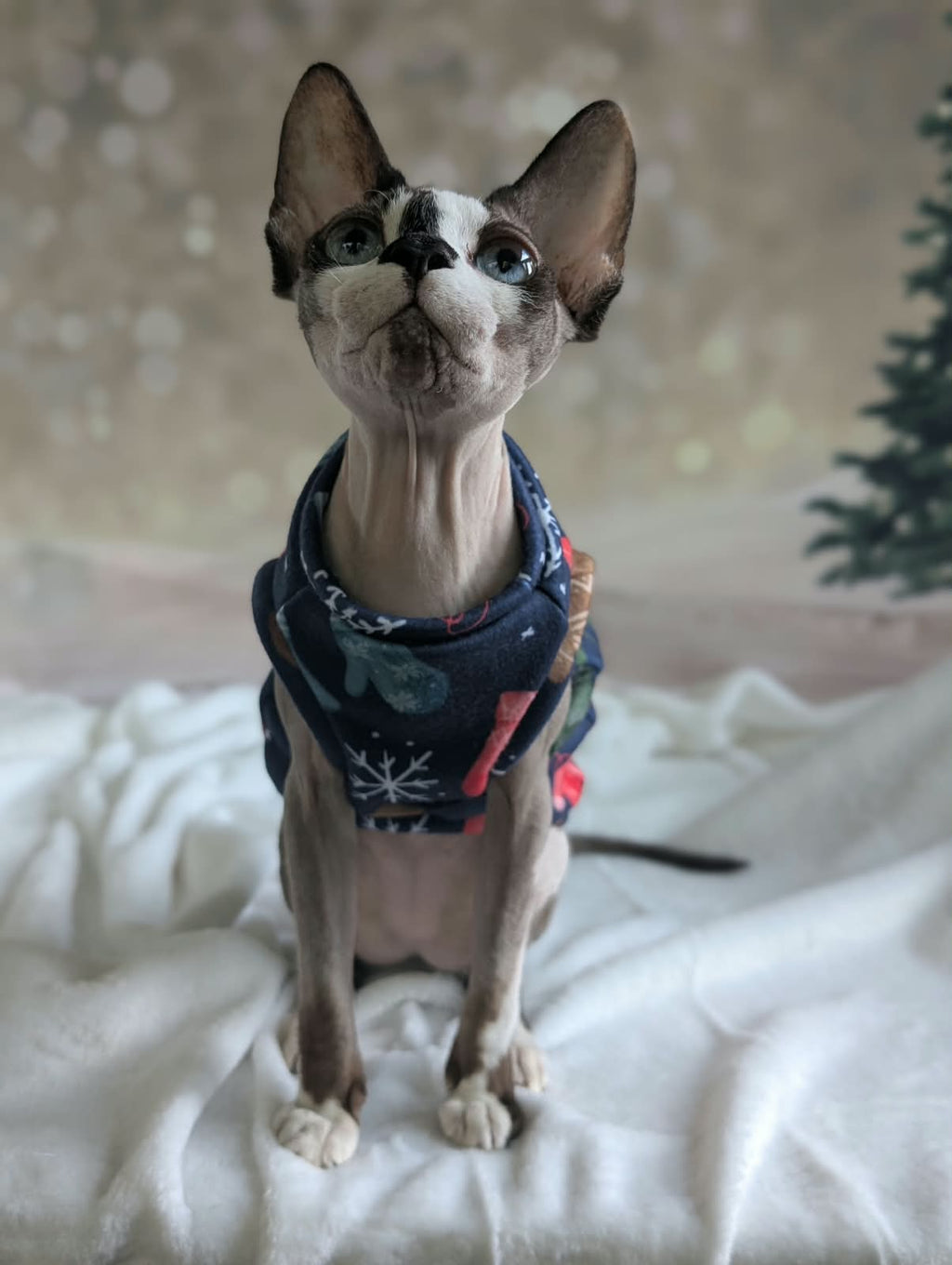 Cat winter jumper