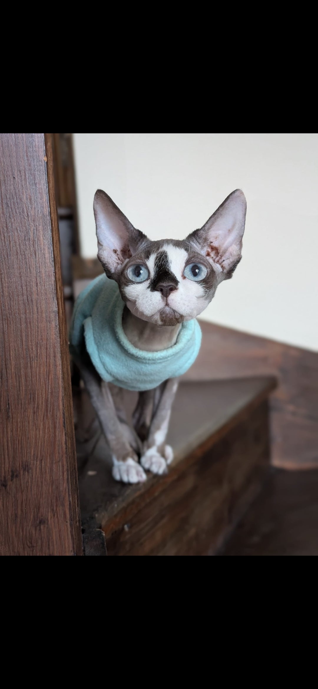 Cat fleece jumper