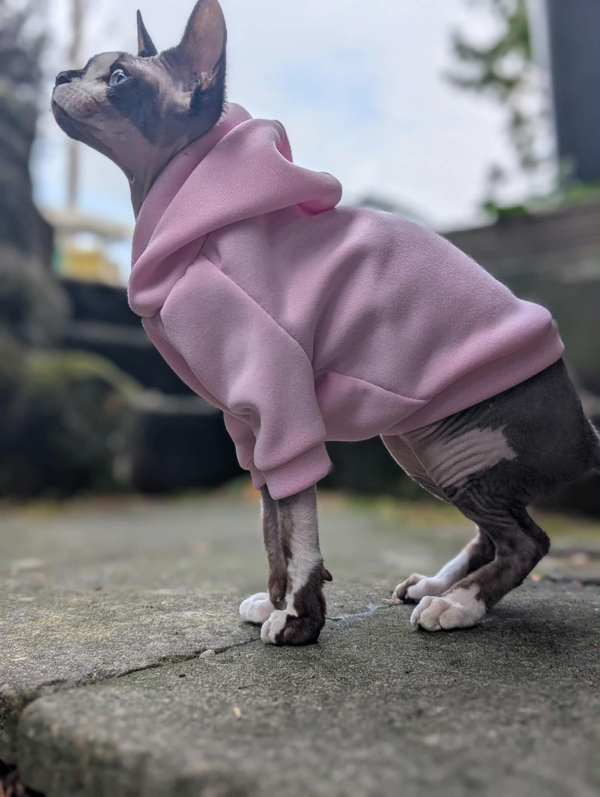 Cat hoodie