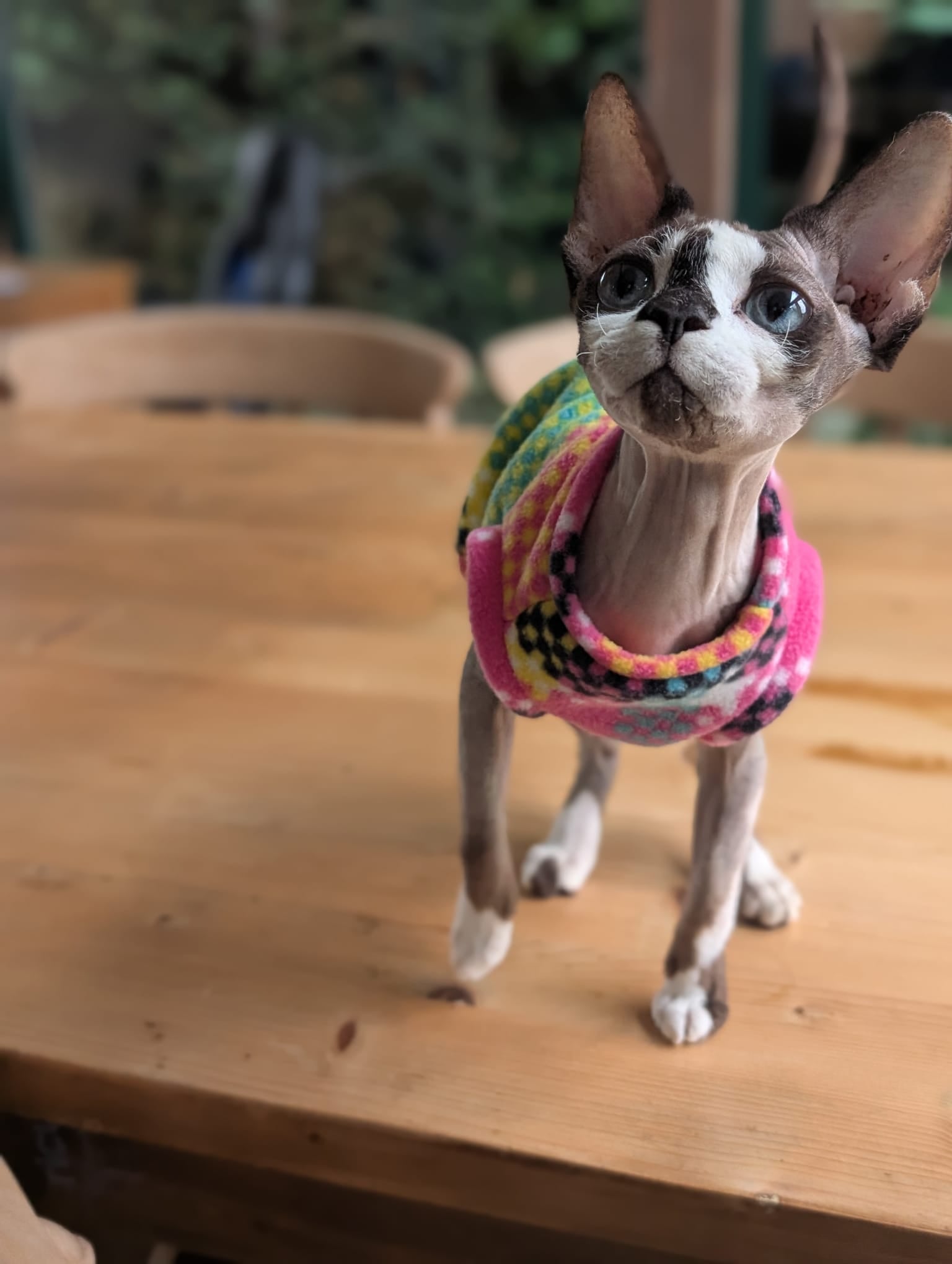 Cat fleece jumpers