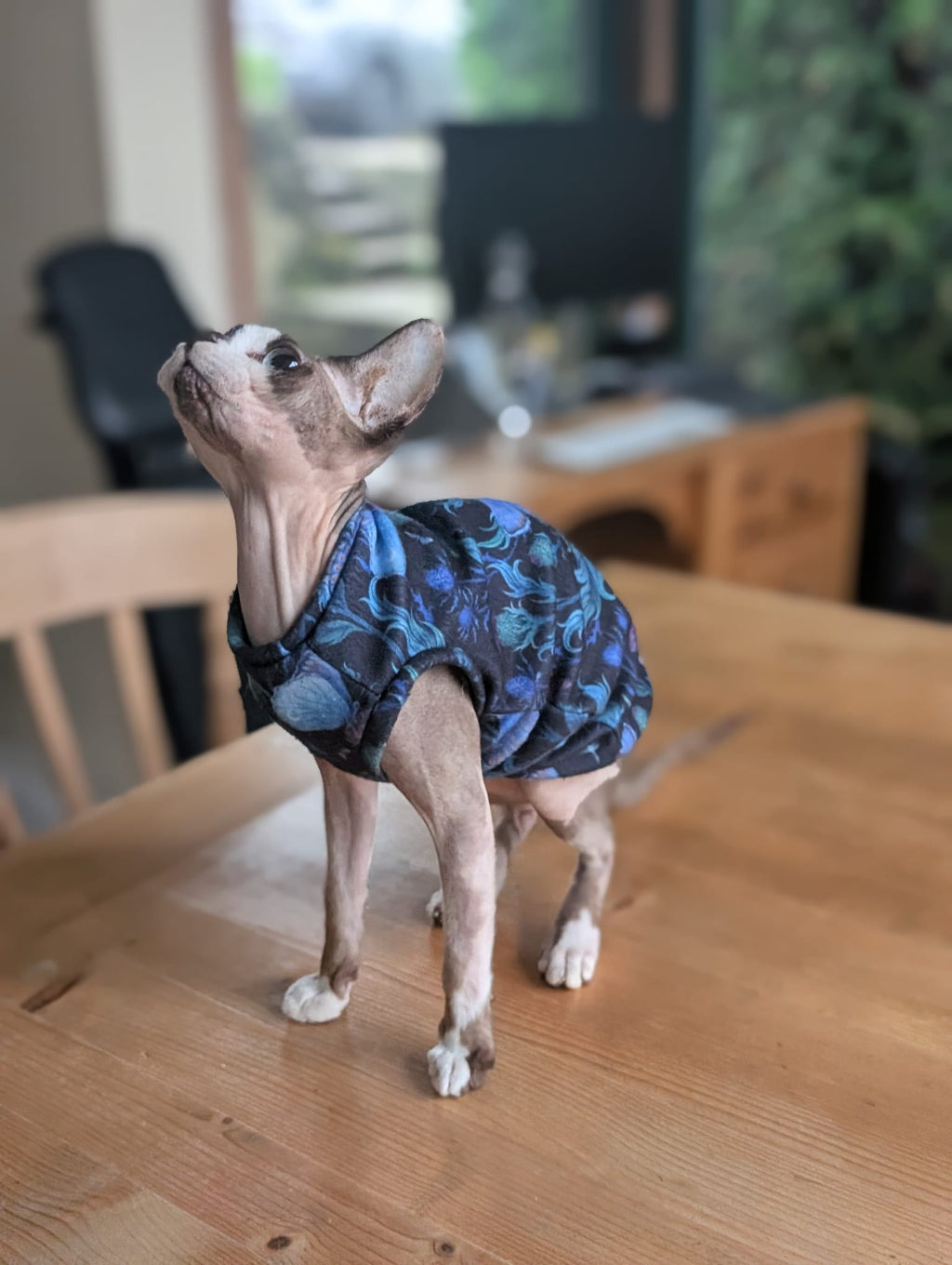 Alternative cat eco fleece