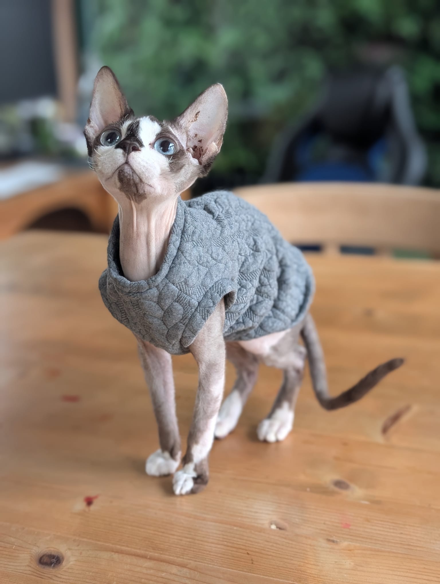 Cable knit cat jumper