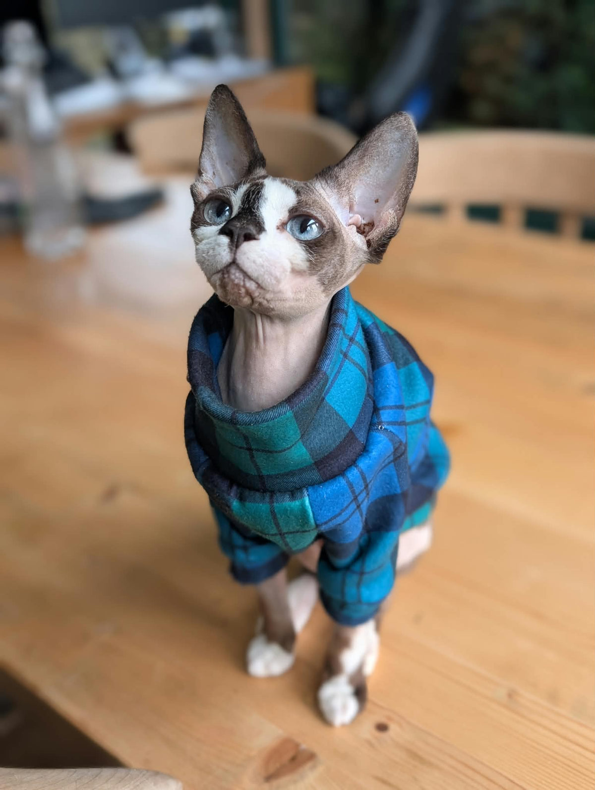 Tartan collection cat eco fleece jumper