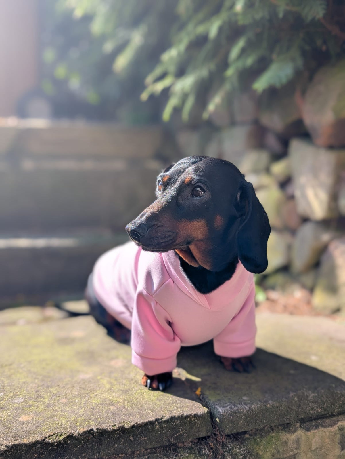 Pet hoodie