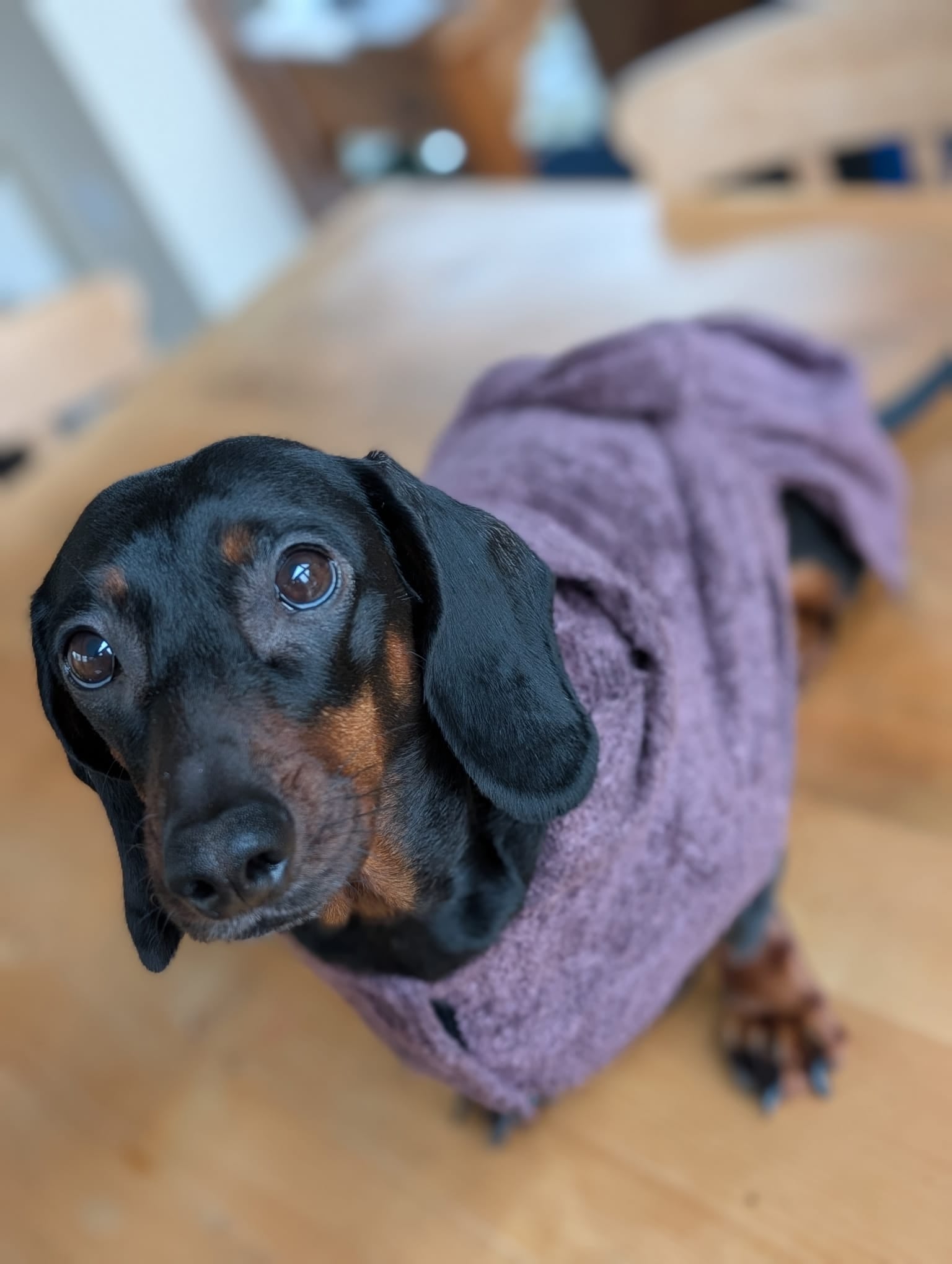 Dog bathrobe