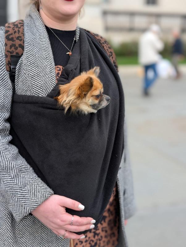 Pet sling