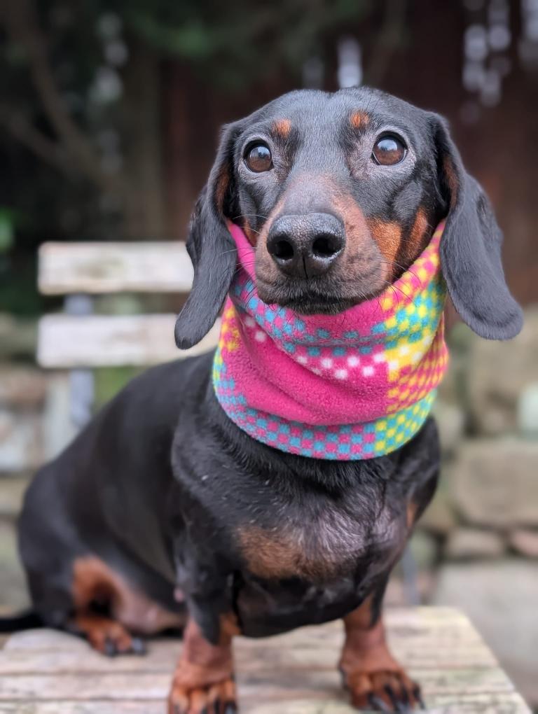 Pattern fleece snood