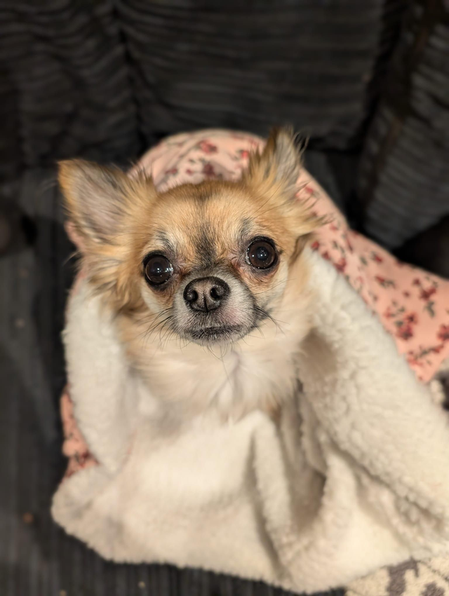 Sherpa lined snuggle sack